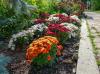 15 растения за отглеждане в защитен от вредители двор
