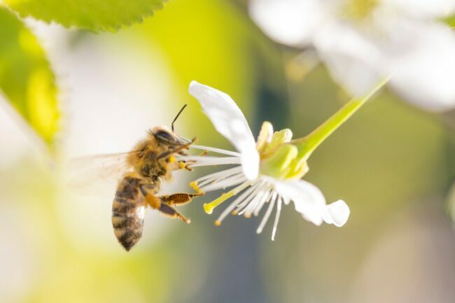 Пчела на белом цветке