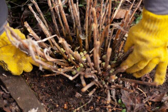 Nærbillede af hænder i arbejdshandsker, der renser land fra tørt græs og blade omkring hortensia, der vokser på våd jord i haven om dagen. Udenfor fritidsaktivitet for naturelskere levende land.