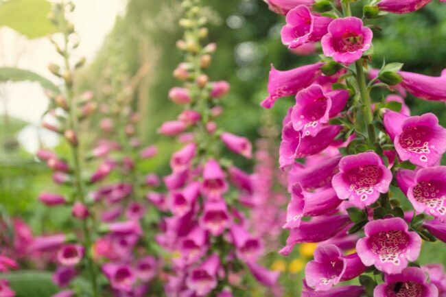 디기탈리스 핑크 꽃