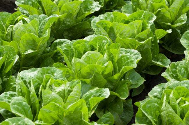 Вирощування салату в рядках на городі
