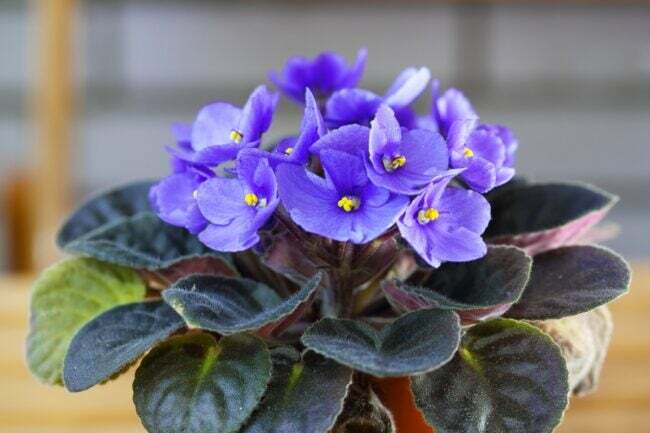plante care cresc în apă - violeta africană