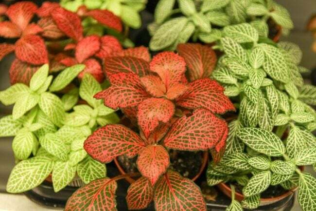 Plantas nervosas vermelhas e verdes.