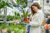 Πώς να επιθεωρήσετε τα φυτά εσωτερικού χώρου για παράσιτα και ασθένειες πριν αγοράσετε