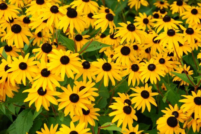zväzok žltých čiernookých kvetov susan