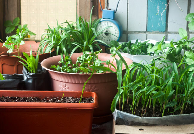 כיצד להכין מזון צמחי תוצרת בית