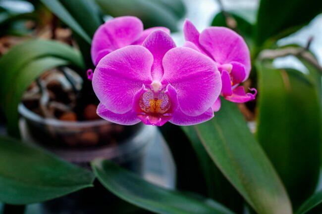 Orchidėjų priežiūra