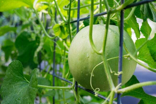 Ant vynmedžio augantis lipčiaus melionas