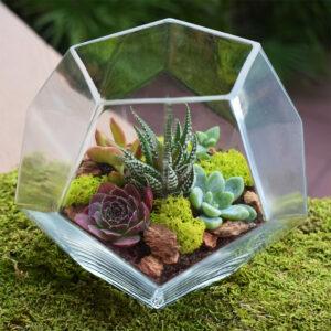 De beste innendørs sukkulente alternativene: Simply Succulents Crystal Terrarium Kit