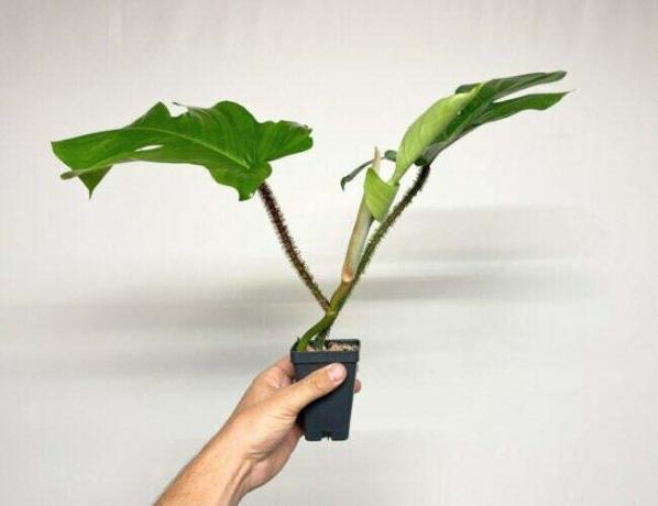 philodendron sorter