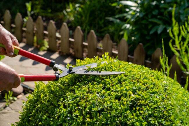 ръце на градинар, държащи машинки за подстригване на кръгъл храст в задния двор с ниска ограда на заден план