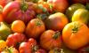 Поради щодо вирощування помідорів