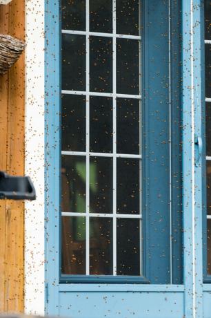 katicabogár fertőzés otthonon kívül - hogyan lehet megszabadulni a katicabogaraktól