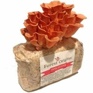 A melhor opção de kits de cultivo de cogumelos: Forest Origins Pink Oyster Mushroom Grow Kit