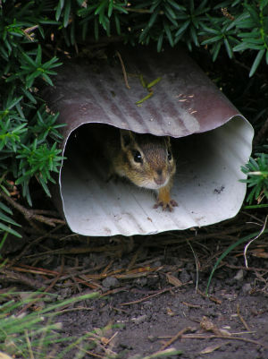Hogyan szabaduljunk meg a mókusoktól a hátsó udvarban