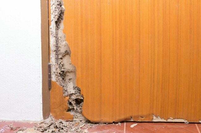 Costo de reparación de daños por termitas