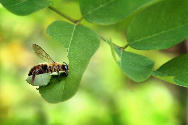 סוגי דבורים - דבורה חותכת עלים