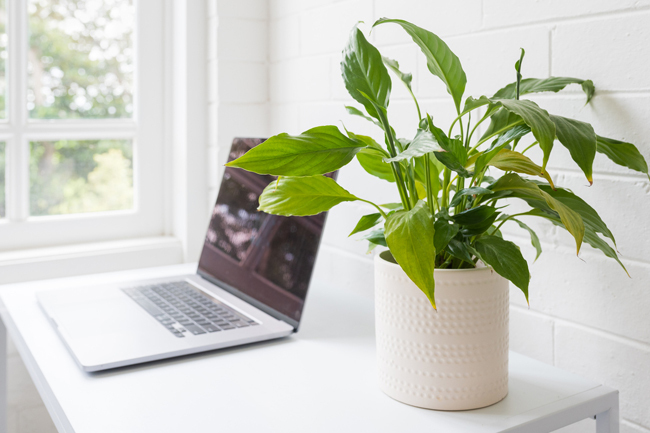 комнатное растение в белом домашнем офисе