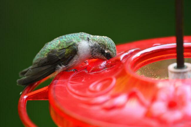 hvordan holde maur utenfor kolibri mater med maurgrav