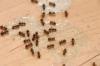 Решено! Почему в моей ванной водятся муравьи и как от них избавиться?