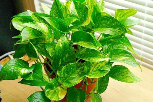 צמחים לשיפור איכות האוויר הפנימי - פוטוס הזהב