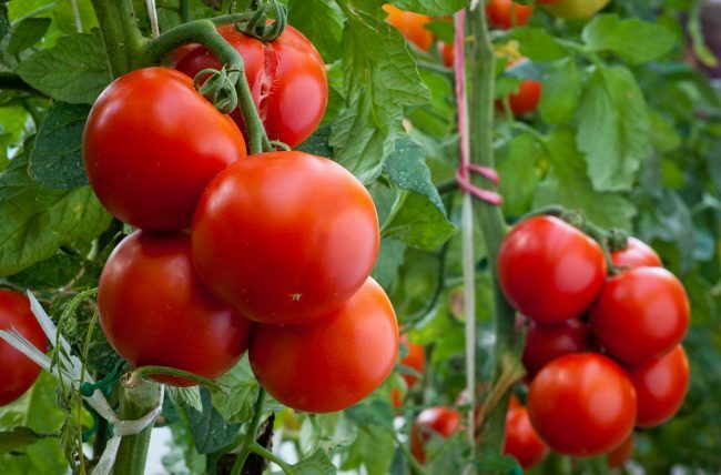 Ratkaistu! Kuinka voittaa 11 yleistä tomaattikasvien ongelmaa