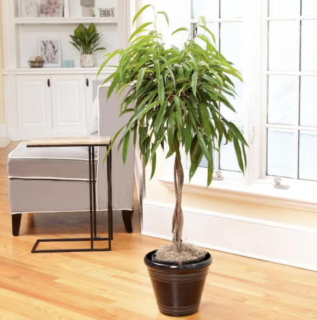 szobanövények-por-ficus-alii-fa-fekete-cserepes-lakó-szürke székkel
