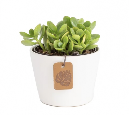 plantas de casa-pó-jade-planta-em-vaso-branco-em-fundo-branco