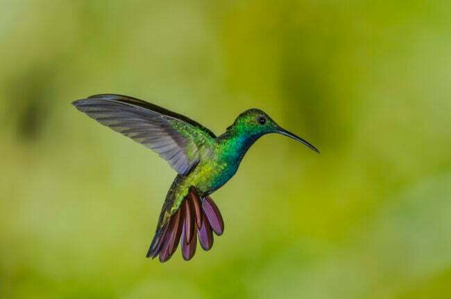 jenis burung kolibri