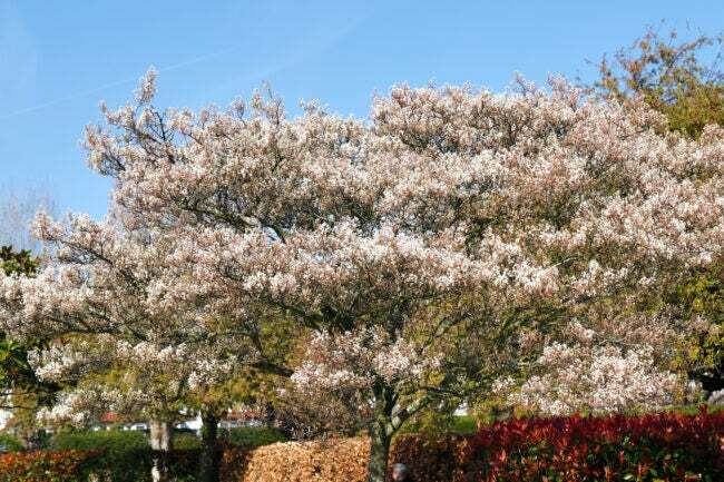 legjobb fák háztáji serviceberry virágzó fehér virágok széles ágak