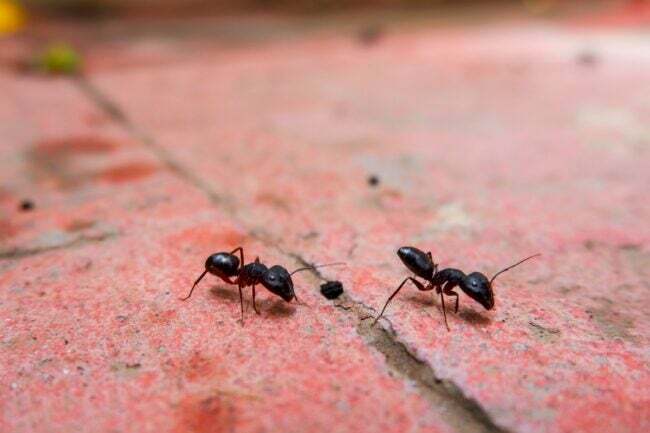 Petites fourmis noires