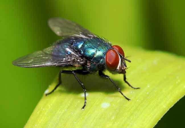 Πώς να απαλλαγείτε από τις μύγες έξω
