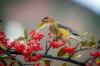 6 πουλιά που παίρνουν το χρώμα τους από το φαγητό που τρώνε και τι να τα ταΐσουν