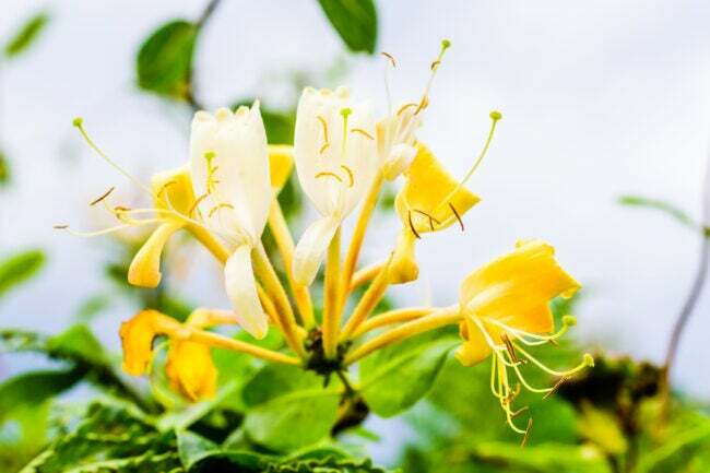 vista de perto da flor amarela da madressilva de aromas com longas pétalas amarelas