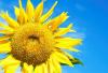 10 გასაკვირი ფაქტი მზესუმზირის შესახებ