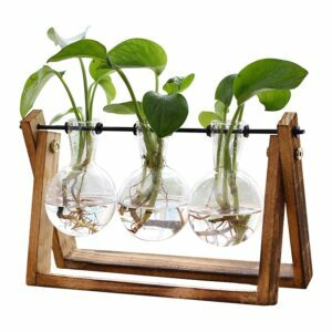 A melhor opção de terrário: XXXFLOWER Plant Terrarium com suporte de madeira