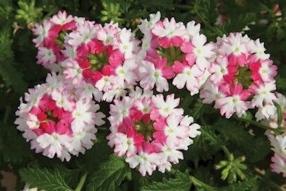 VLanai TwstrPnk verbena-flowering-annuals-rev