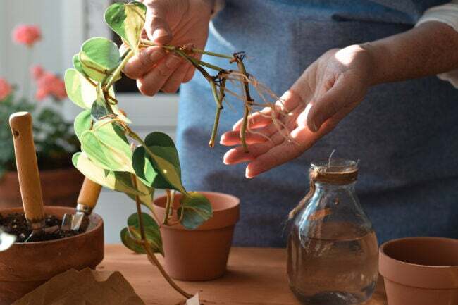 En trädgårdsmästares händer som håller pothosväxtsticklingar med rötter redo att förökas i vatten.