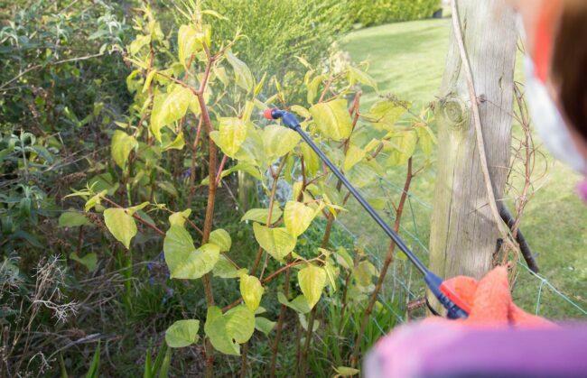 Fjerning av japansk knuteweed Påfør herbicider