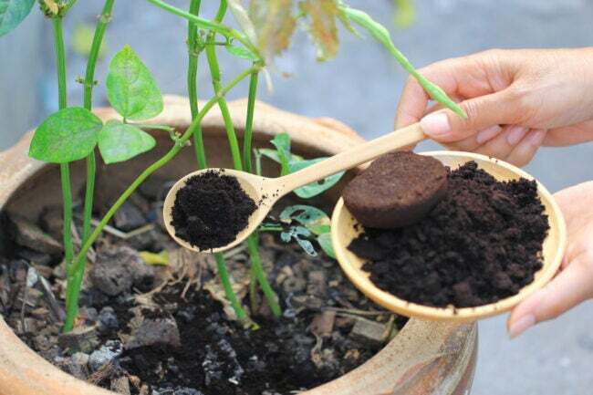 Borra de café, resíduo de café é aplicado à árvore e é um fertilizante natural, passatempo de jardinagem