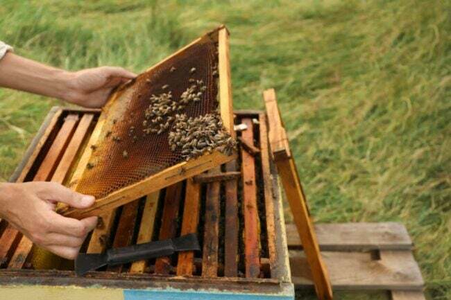 Koliko stane odstranitev čebel