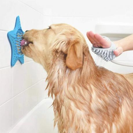 Šuo laižo žemės riešutų sviestą nuo padėklo ant vonios sienos
