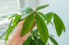 머니 트리 관리 101: 이 식물 관리 루틴은 초보 식물 부모에게 이상적입니다.