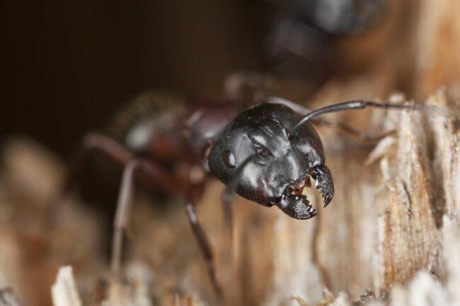 Puusepp -sipelgate märgid majas, sahinad