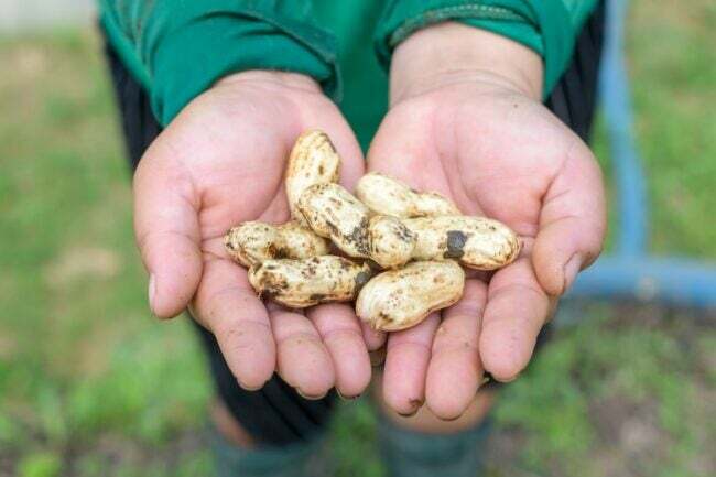 Osoba, ktorá drží celé arašidy v dvoch rukách a kŕmi vrany na obytnom dvore.