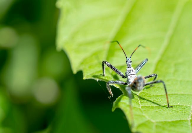 O que são insetos assassinos? Tudo o que você precisa saber sobre esses bugs benéficos