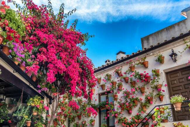 saku-taman-dengan-bunga-merah muda-terang-dan-pot-bunga-kecil-dipasang-di-dinding-rumah.