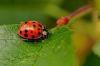 10 druhov chrobákov, ktoré by mal poznať každý majiteľ domu