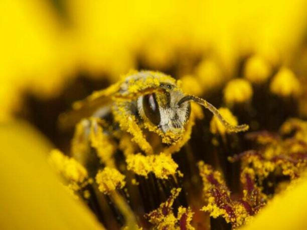 Close-up van een honingbij bedekt met stuifmeel van een gele bloem