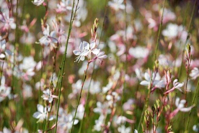fiori bianchi di beeblossom